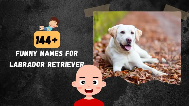 144+ Funny Labrador Retriever Name: Cute, Famous & Unique Ideas.