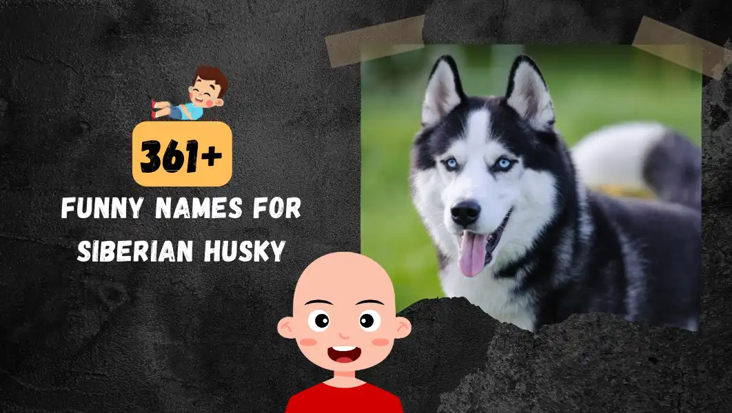 Funnny Names For Siberian Husky