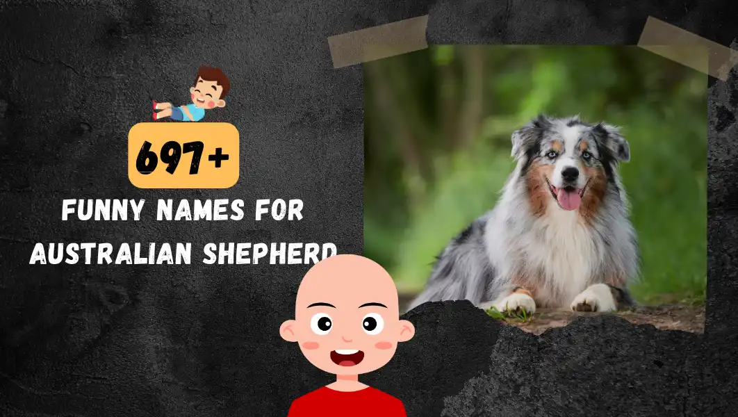 Funnny Names For Australian Shepherd