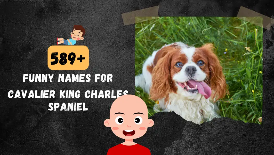 Funnny Names For Cavalier King Charles Spaniel