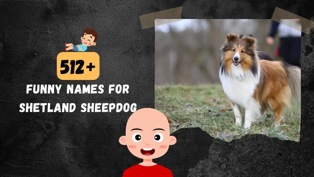 Funnny Names For Shetland Sheepdog