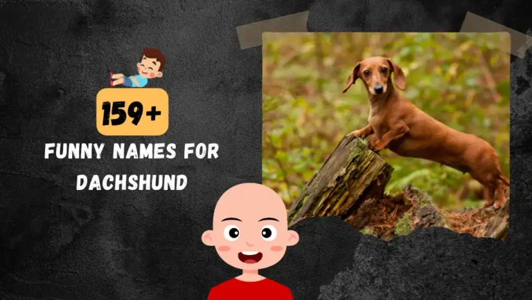 160+ Funny Dachshund Name For Your Male & Female Dog.