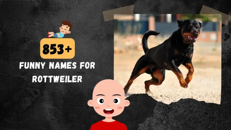 853+ Popular Rottweiler Names For Your Big Boy & Girl.