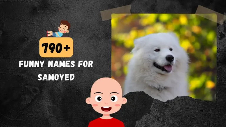 Funny Samoyed Dog Name: Best Unique & White Ideas.