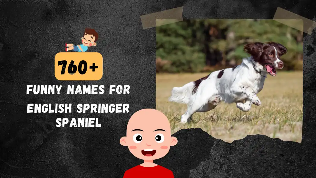 Funnny Names For English Springer Spaniel