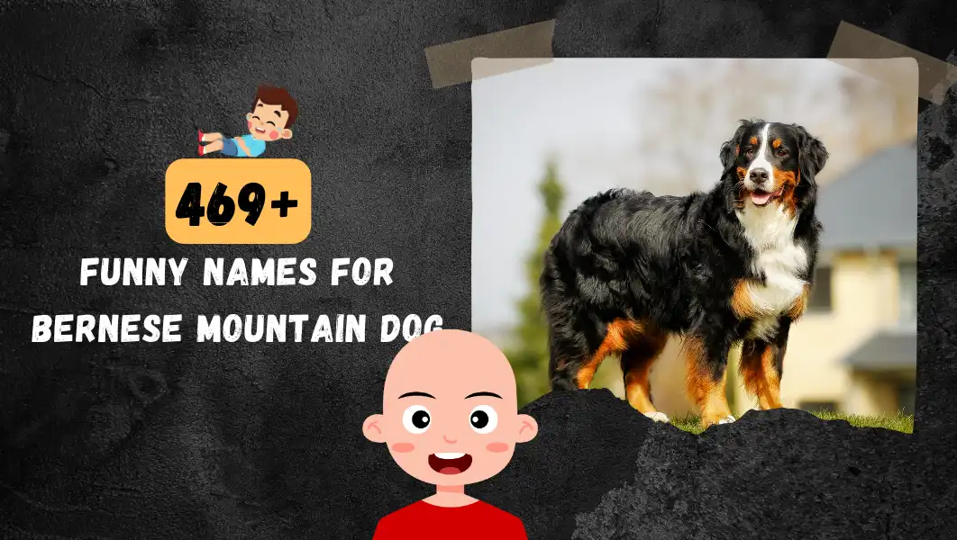 Funnny Names For Bernese Mountain Dog