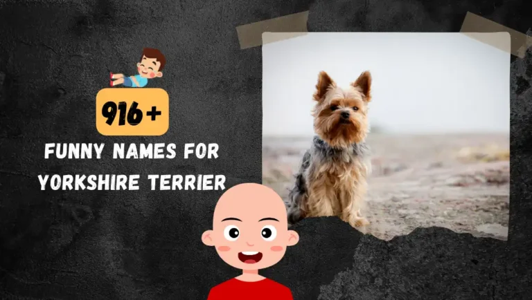 916+ Funny Names For Your Yorkshire Terrier Dog.