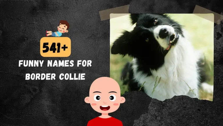 541+ Best Border Collie Dog Names | Unique, Traditional Ideas.