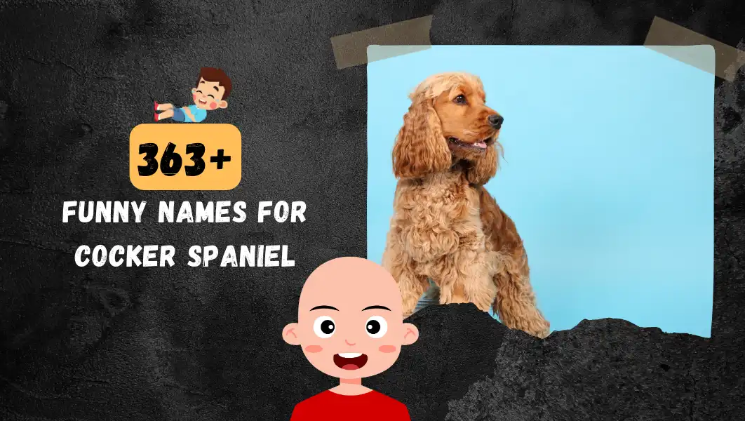 Funnny Names For Cocker Spaniel