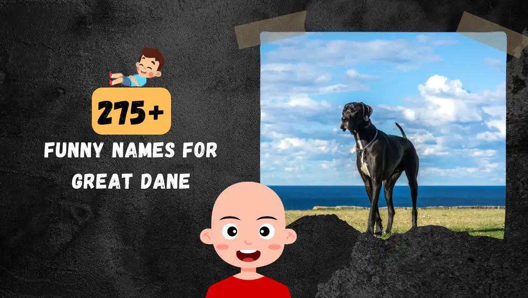 Funnny Names For Great Dane