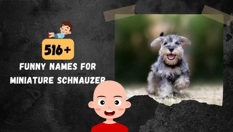 516+ Funny Names For Your Miniature Schnauzer