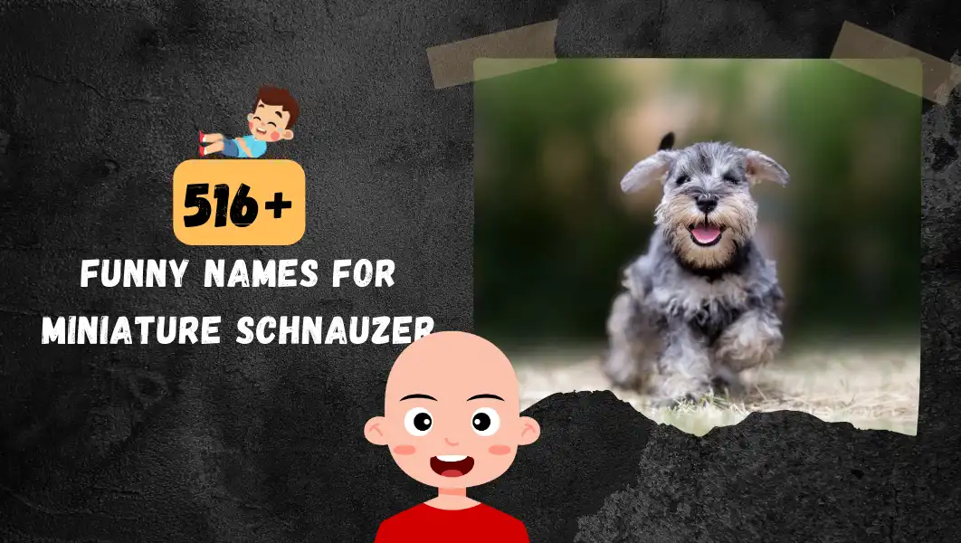 Funnny Names For Miniature Schnauzer