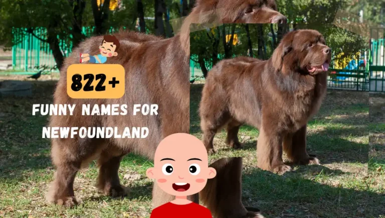 822+ Funny Names For Your Newfoundland Dog.