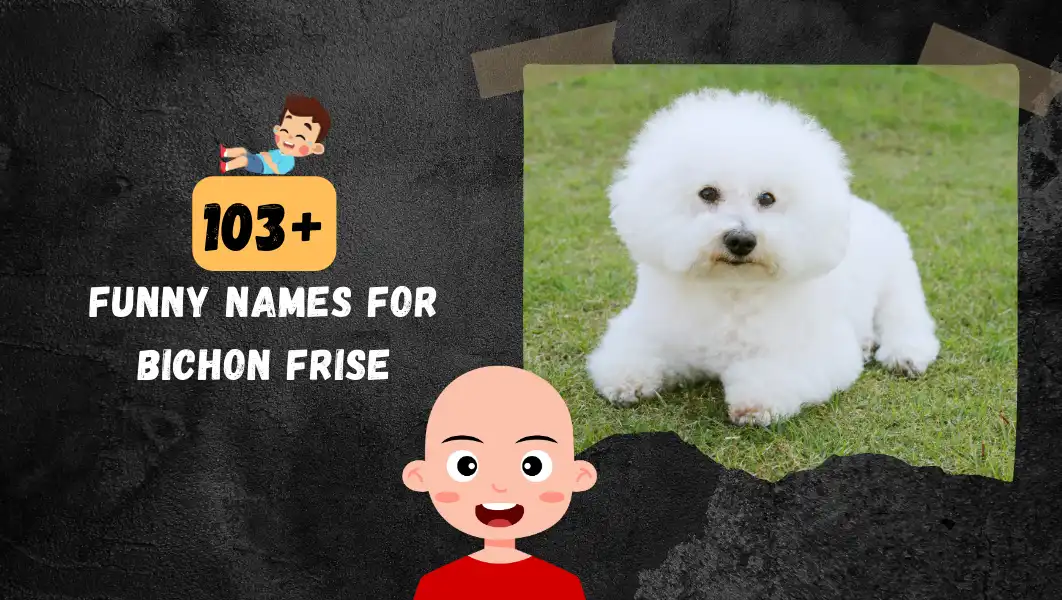 Funnny Names For Bichon Frise