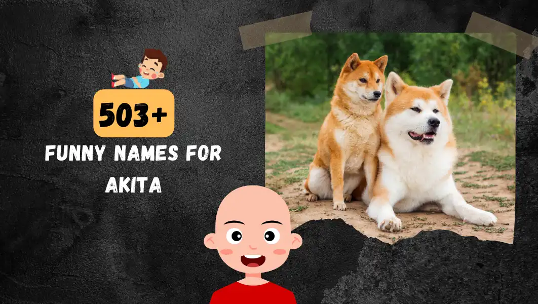 Funnny Names For Akita