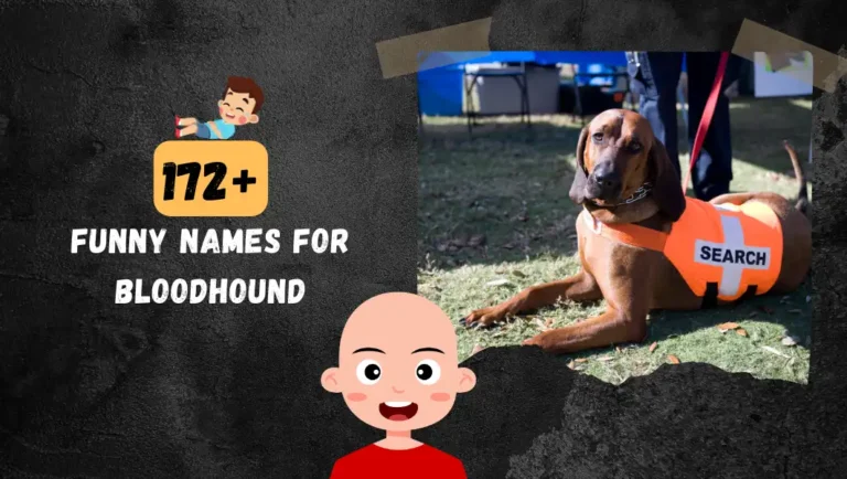 172+ Funny Names For Your New Bloodhound