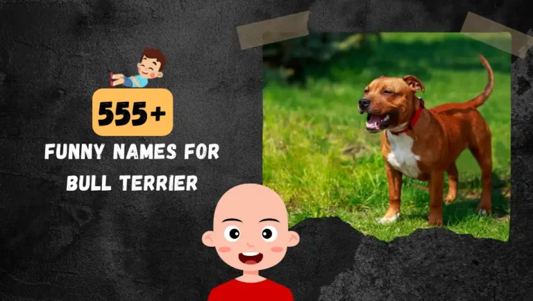 555+ Famous Bull Terrier Names For Male & Female Dogs.