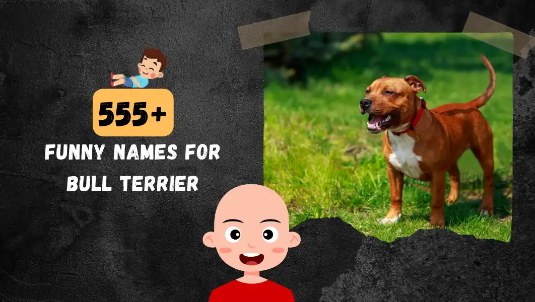 Funnny Names For Bull Terrier