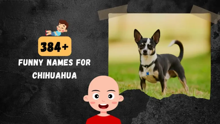 384+ The Most Popular Unique Chihuahua Dog Names.