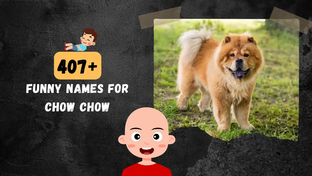 Funnny Names For Chow Chow