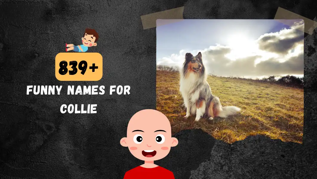 Funnny Names For Collie