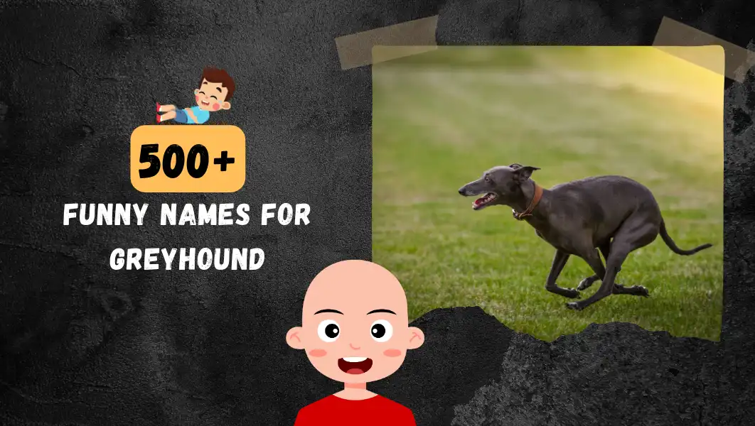 Funnny Names For Greyhound