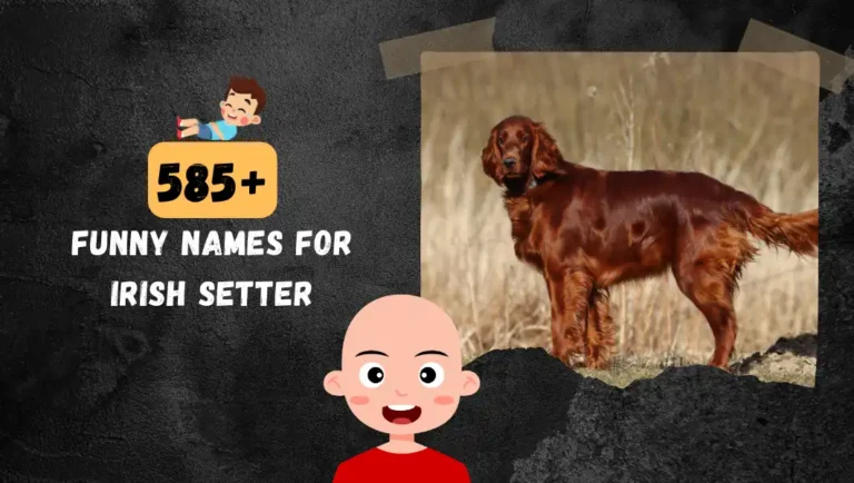 585+ Best Irish Setter Names: Unique, Cute & Famous Ideas.