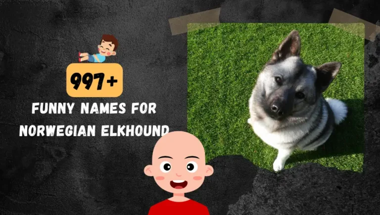 997+ Great Names For Norwegian Elkhound: Cute & Funny Ideas.