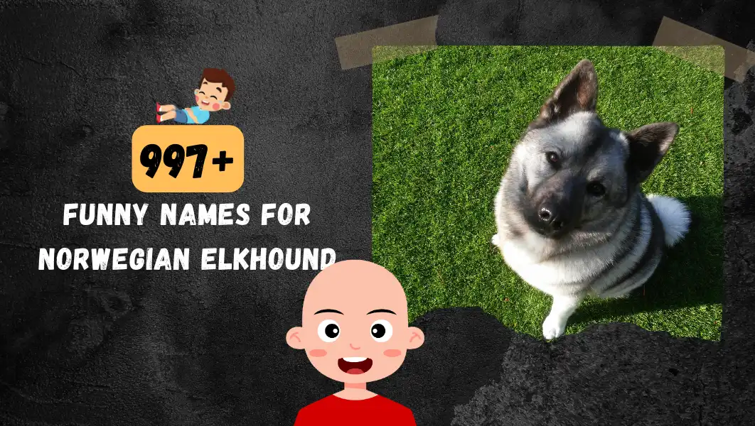 Funnny Names For Norwegian Elkhound