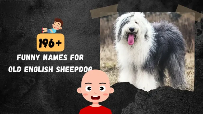 196+ Funny Names For Your Old English Sheepdog