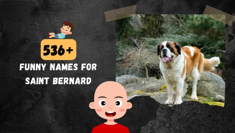 536+ Cute Saint Bernard Dog Names In 2024