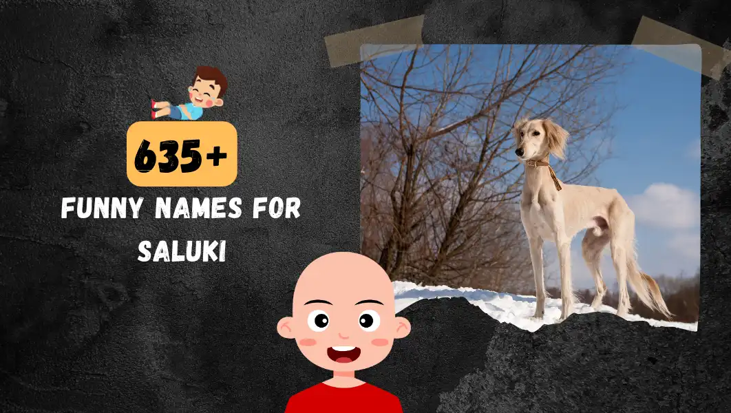 Funnny Names For Saluki