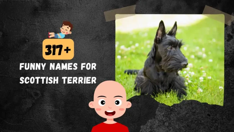 317+ Best Scottish Terrier Names For Popular Male & Female Dogs!