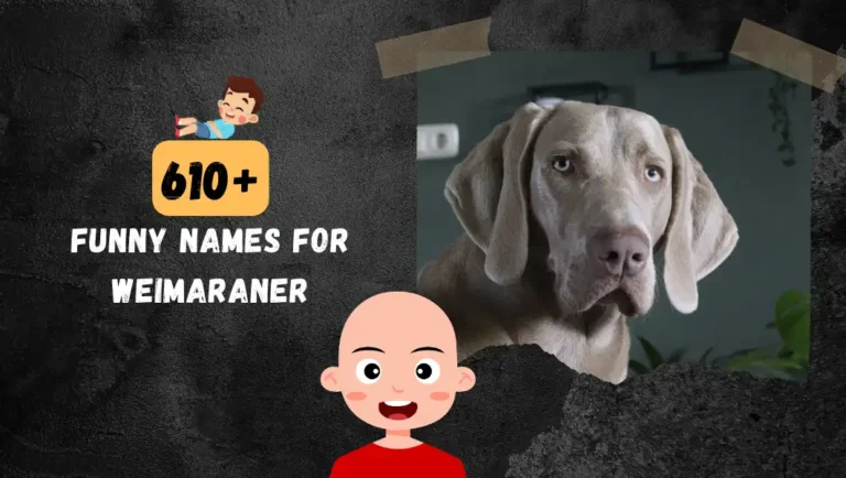 Top 610 Popular Weimaraner Names For Your Male & Female Dogs.