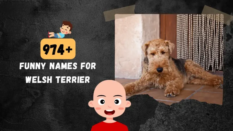 974+ Funny Welsh Terrier Name | List Of Best Ideas In 2024