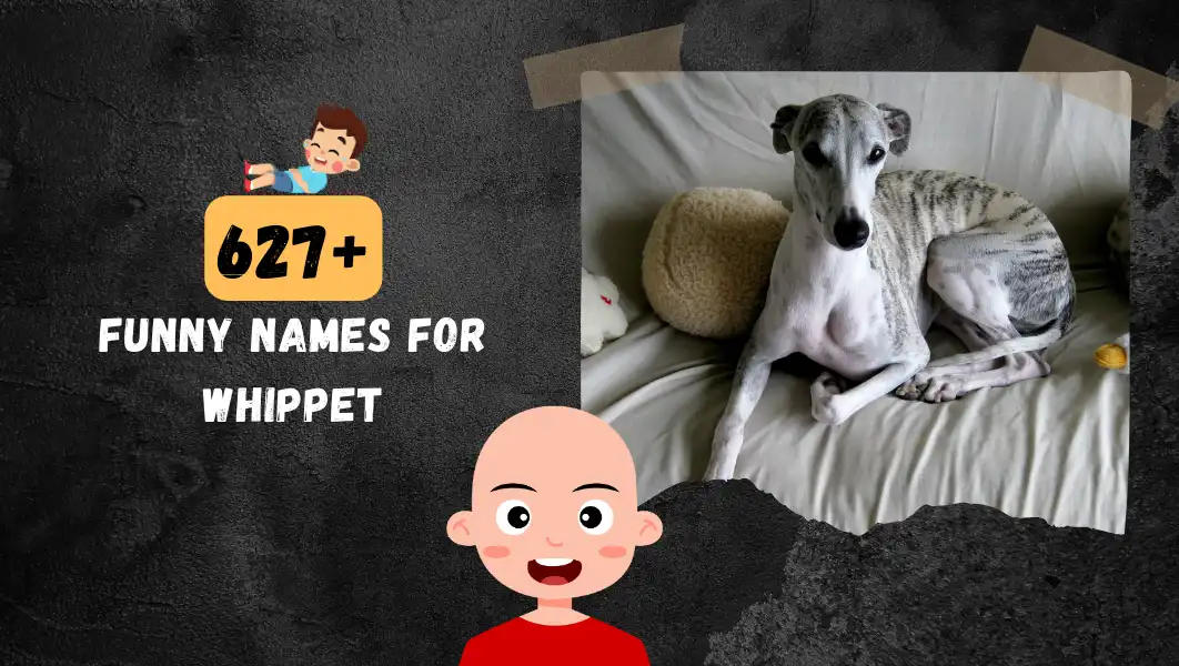 Funnny Names For Whippet