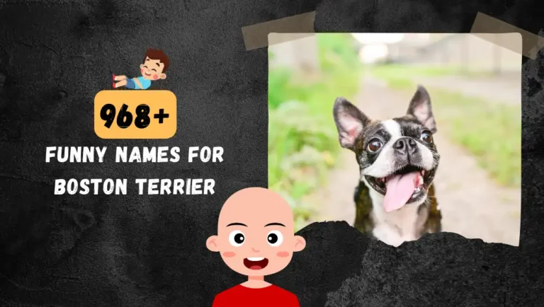 968+ Funny Boston Terrier Names | List OF Unique & Badass Ideas.