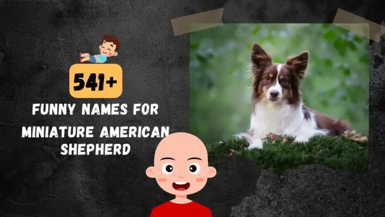 541+ Funny Names For Your Miniature American Shepherd