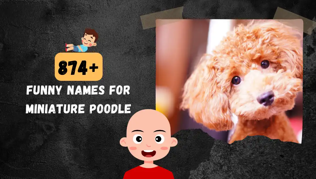Funnny Names For Miniature Poodle