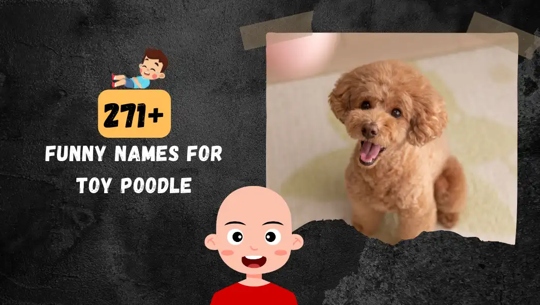 Funnny Names For Toy Poodle