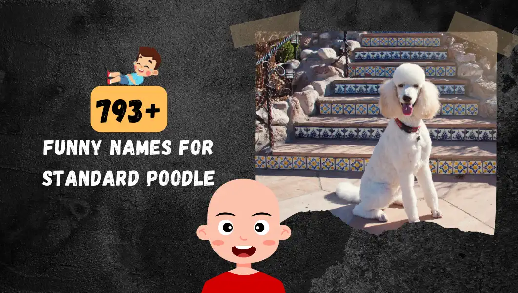 Funnny Names For Standard Poodle