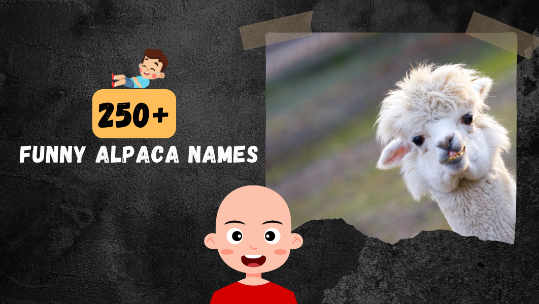 Funny Alpaca names