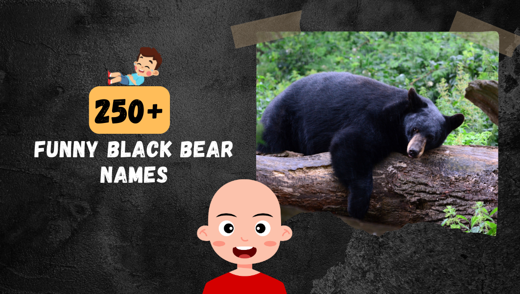 Funny Black bear names