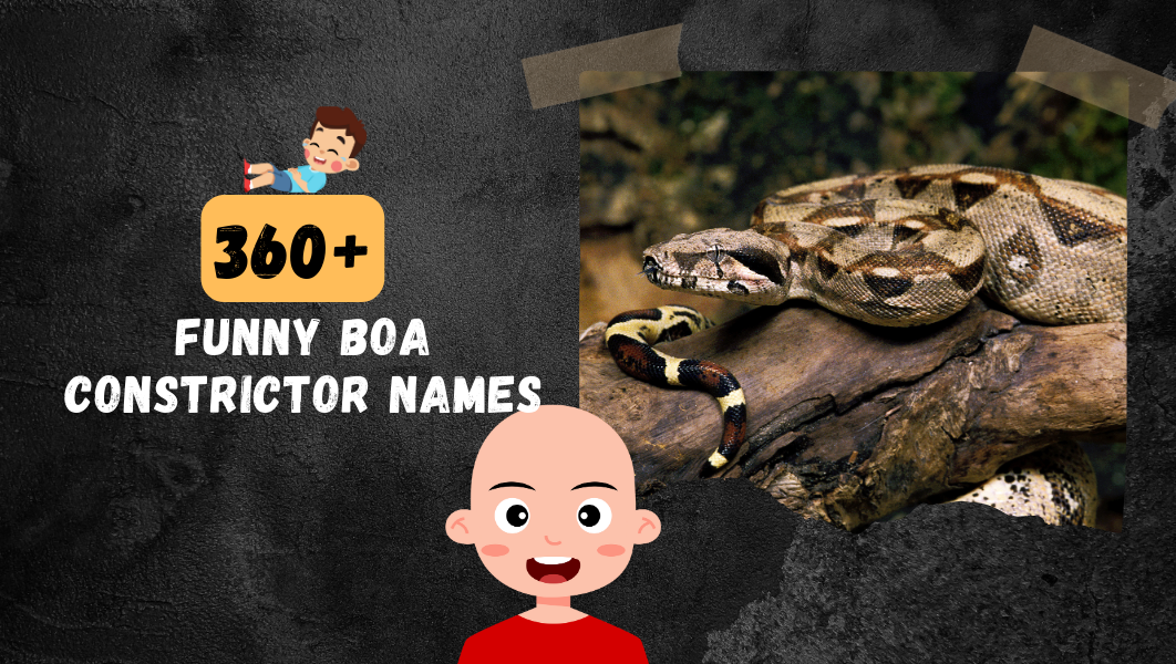 Funny Boa Constrictor names