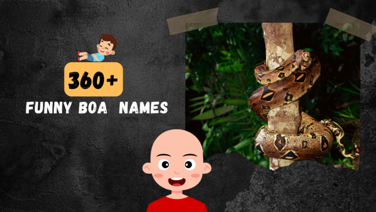 360+ Funny Boa Names (Cute, Clever, Spitting and Rare)