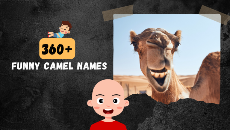 360+ Funny Camel names (Cute & Clever Ideas)