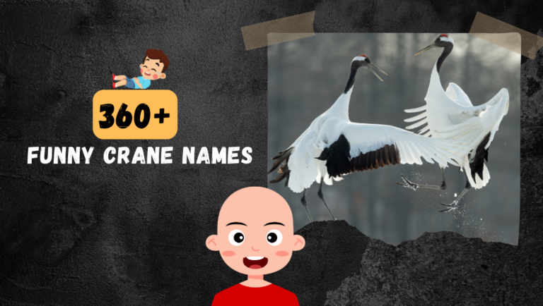 360+ Funny Cranes Names [Clever Ideas]