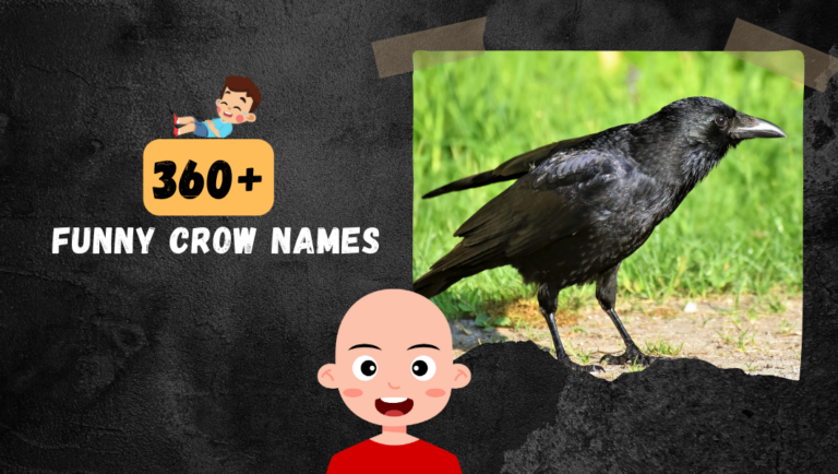 List OF 360+ Funny Crow Names  For Your Feathered Friend.