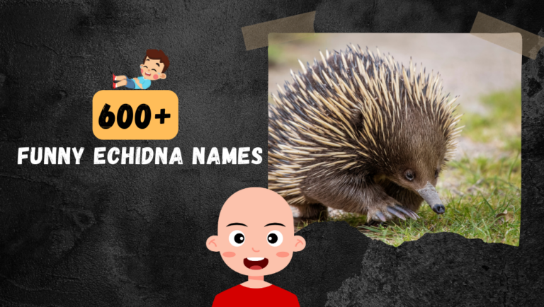 600+ Funny Echidna names (Clever Ideas)