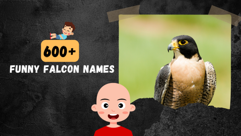 600+ Funny Falcon Names That Will Make Your Bird Stand Out